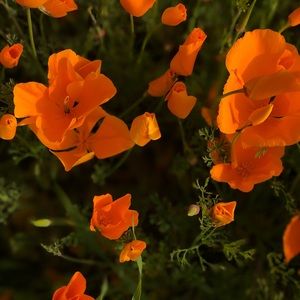 Meet your Posher, Ana